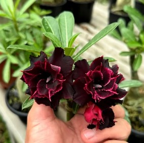 Pré Venda - Rosa do Deserto Ouro Negro - Imagem 3