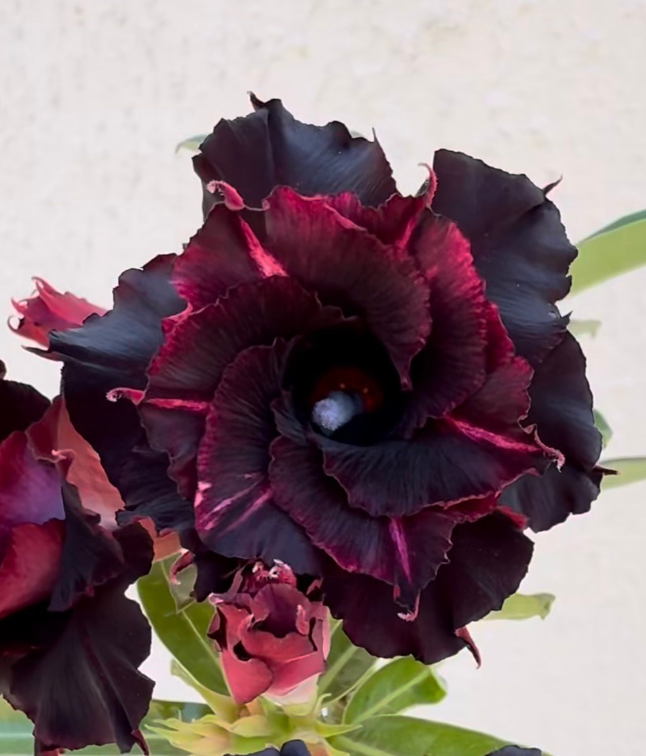 Pré Venda - Rosa do Deserto Ouro Negro - Imagem 2