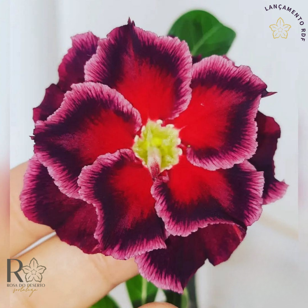 Podadinha - Rosa do Deserto Baronesa