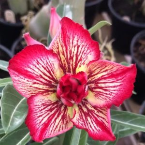 Podadinha - Rosa do Deserto Maracuja (Vermelha Florífera)