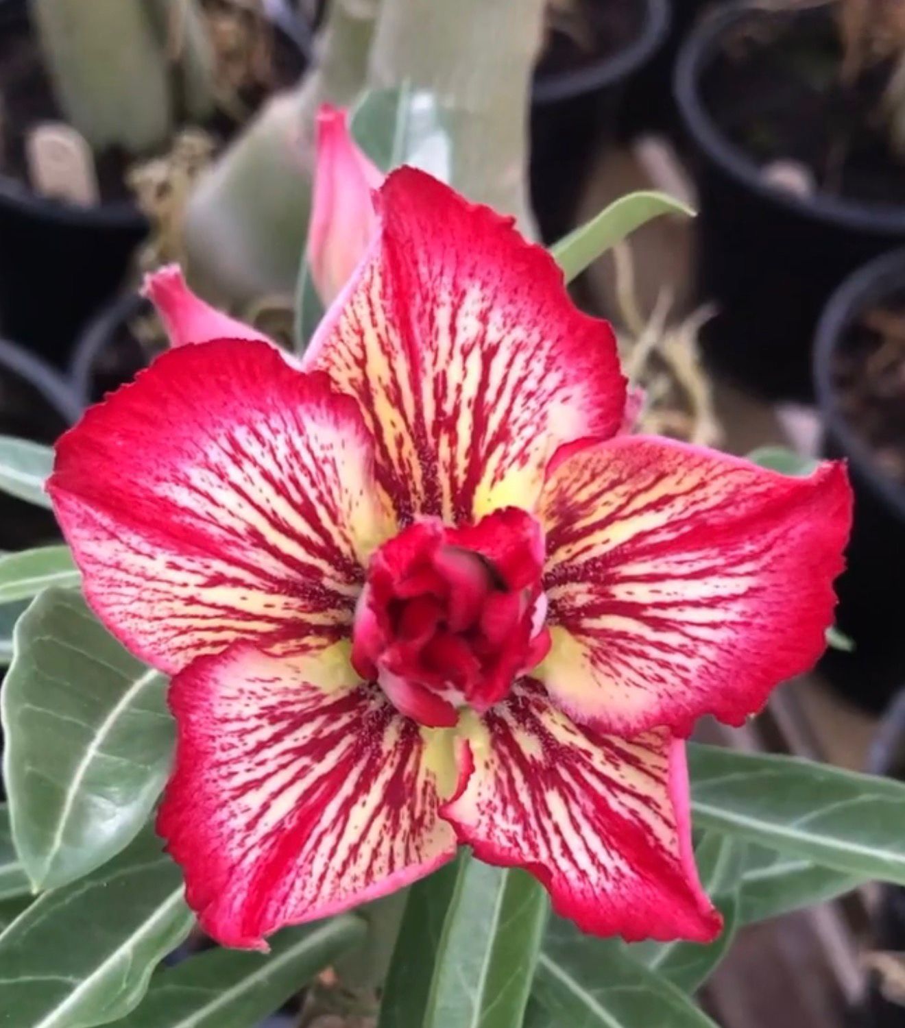 Podadinha - Rosa do Deserto Maracuja (Vermelha Florífera)
