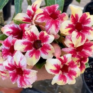 Avaria - Rosa do Deserto Star Cluster (Mesclada)