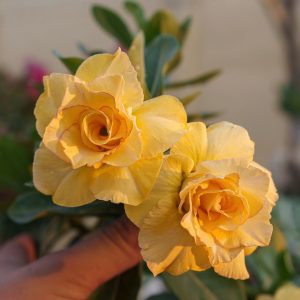 Podadinha - Rosa do Deserto Floratta (Amarela)