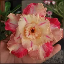 Podadinha - Rosa Do Deserto Cicera