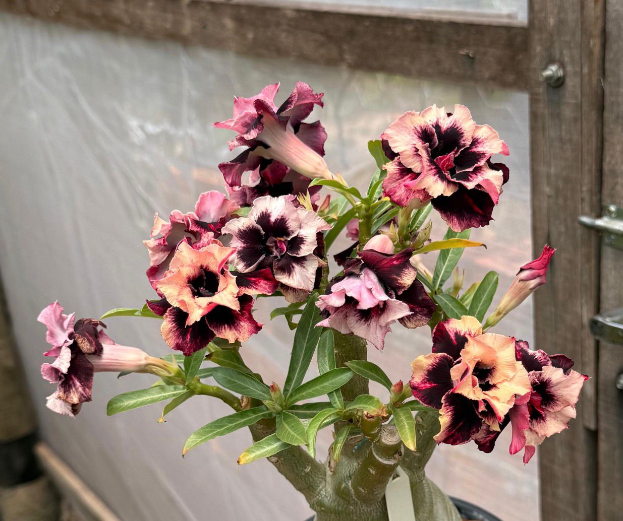 Pré Venda - Rosa do Deserto Jerusalém - Imagem 2