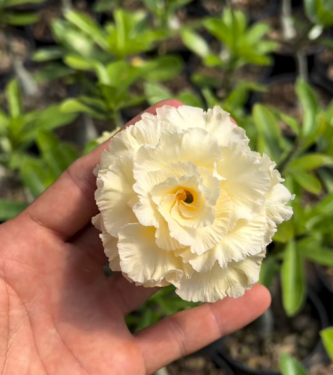 Podadinha - Rosa do Deserto Algodão Doce