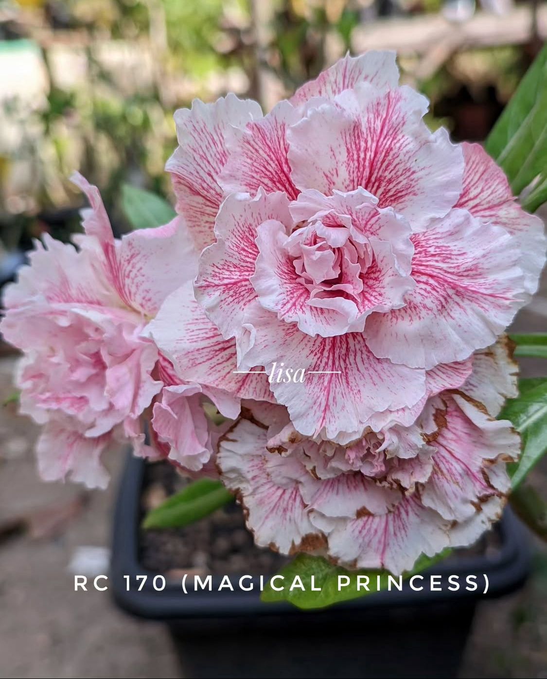 Big Caudex - Rosa do Deserto Magical Princes