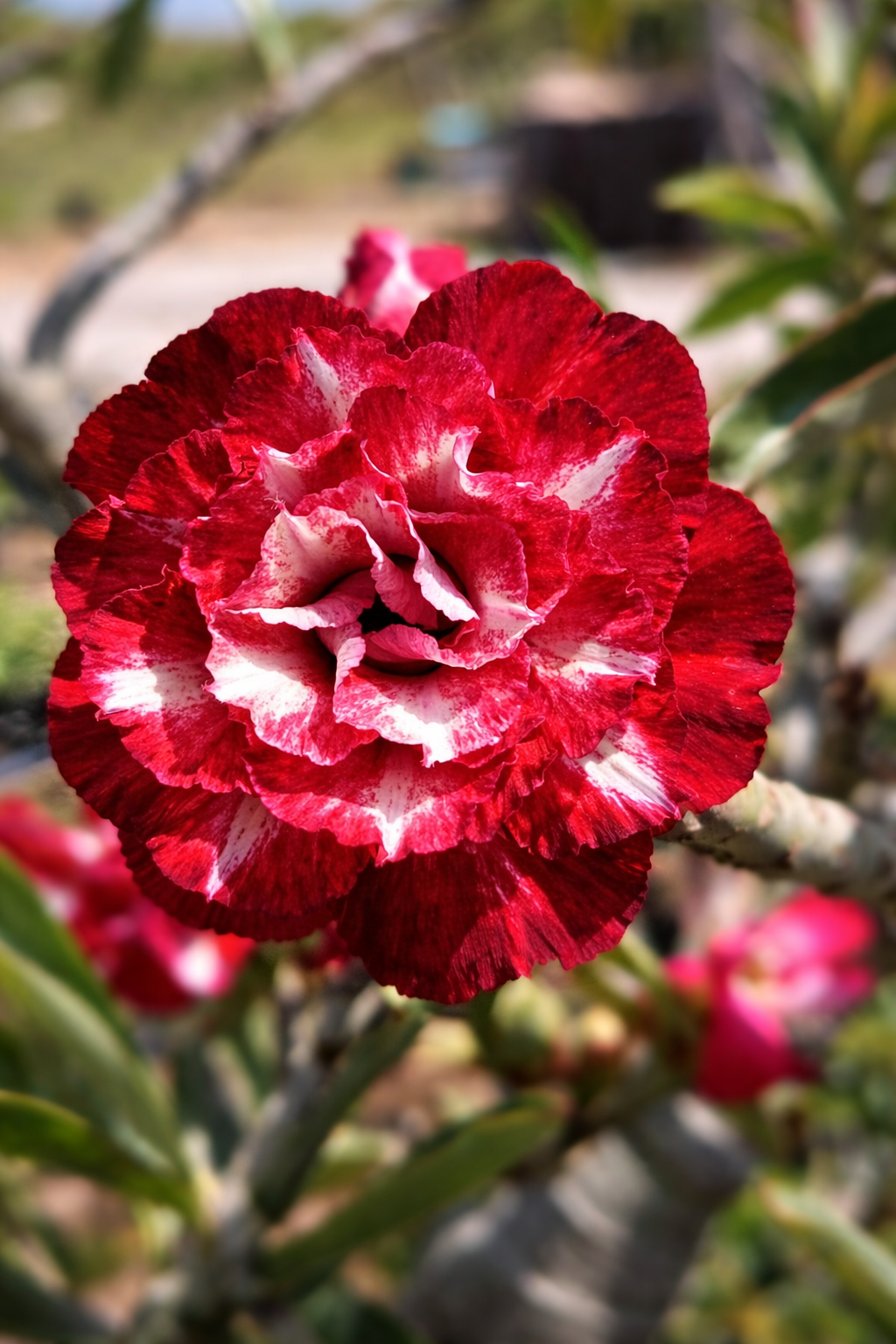 Big Caudex - Rosa do Deserto Cardeal