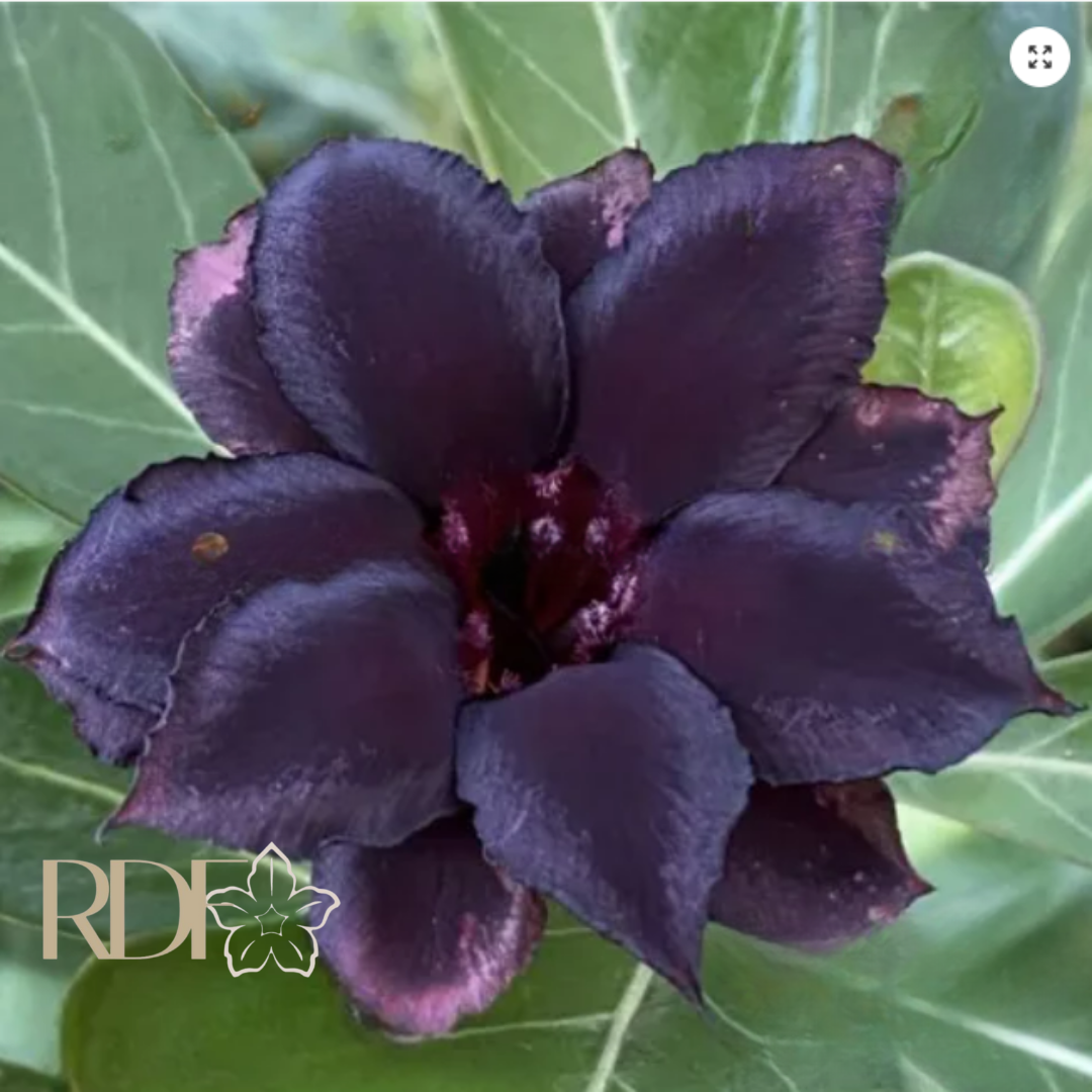 Big Caudex - Rosa do Deserto Black Coffee