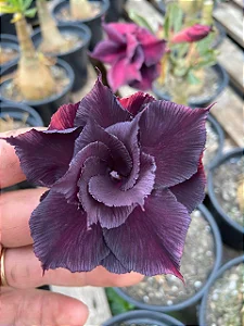 Avaria - Rosa do Deserto LM458