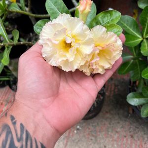 Podadinha - Rosa do Deserto açafrão