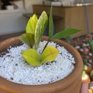 3006 01 Zamioculca Variegata