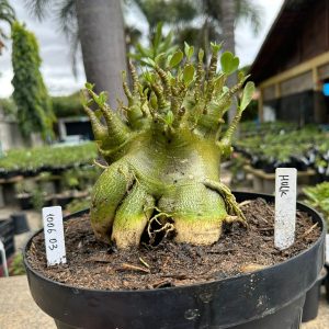 1006 03 Arabicum Hulk - Adulta