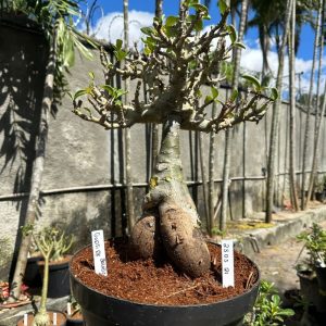 2305 21 Baobá Godji Dk Balãozinho ( leilão)