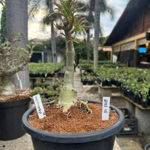 2105 15 Big Caudex Chapadense