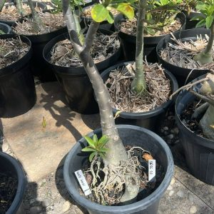 2805 03 Anaconda White House Avaria