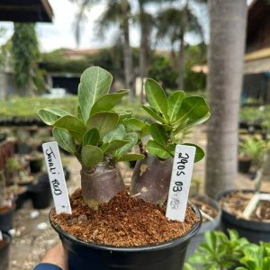 2905 03 Arabicum Javali red  F3