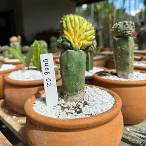 0406 02 Cacto Echinopsis Pachanoi