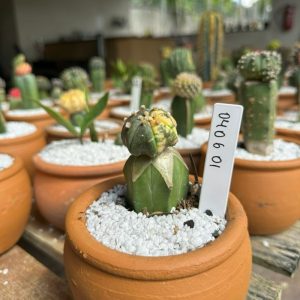 0406 01Cacto Astrophytum asterias variegata