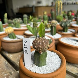 0406 08 Cacto Gymnocalicium Ragonesei