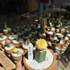 0406 09  Cacto Astrophytum asterias Aurea