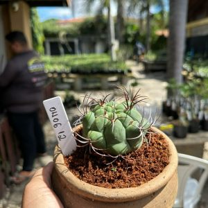 0406 12 Cacto Gymnocalicium Saglionis