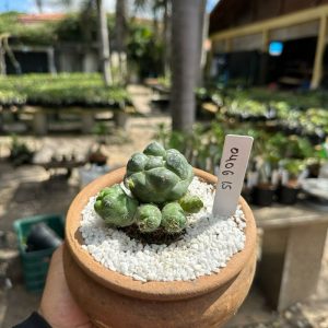 0406 15 Cacto Coryphantha elephantidens Raiz propria