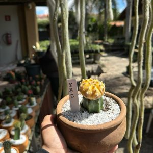 0406 10 Cacto Astrophytum asterias variegata