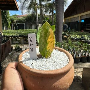 0406 20 Zamioculca variegata