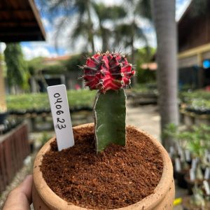 0406 23 Cacto Gymnocalicium variegata