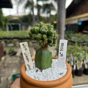 0406 29 Cacto wild Cereus cristata
