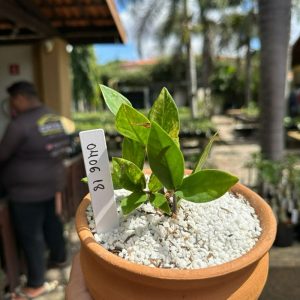0406 18 Cacto Zamioculca variegata