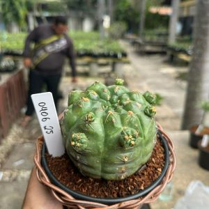 0406 25 Cacto Gymnocalicium angelae