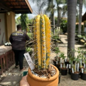 0406 25 Cacto Brasilerinho