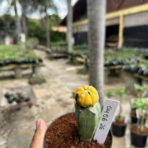 0406 26 Cacto Astrophytum asterias variegata