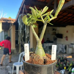 0406 01 Rosa do Deserto Blend