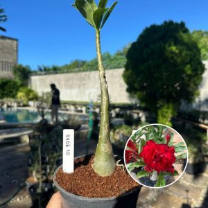 0406 10 Rosa do Deserto Miss Vietnã