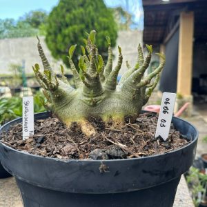 0606 03 Arabicum Braquiossauro - Adulta ( Leilão )