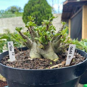 0606 02 Arabicum Ultron - Adulta