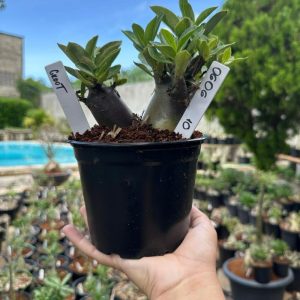 0606 10 Arabicum Groot F3