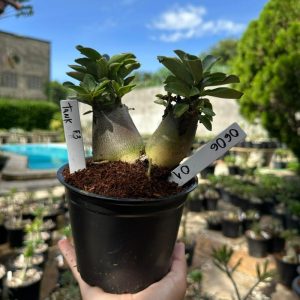 0606 01 Arabicum Tank F3