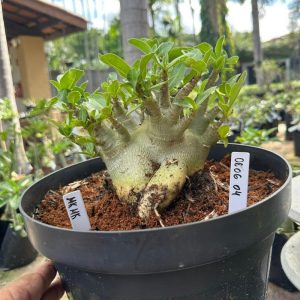 0606 04 Arabicum MK Mk ( Leilão ) - Adulta