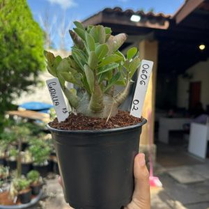 0606 02 Arabicum Godzilla  F3