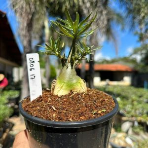 0806 17 Rosa do Deserto Crispum