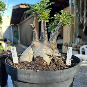 0806 02 Arabicum Caudex araboicum Fiona  - Adulta ( Leilão )