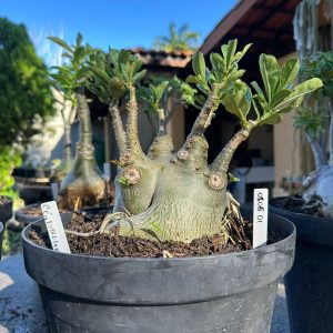 0806 01 Arabicum Caudex Céu estrelado  - Adulta  ( Leilão )