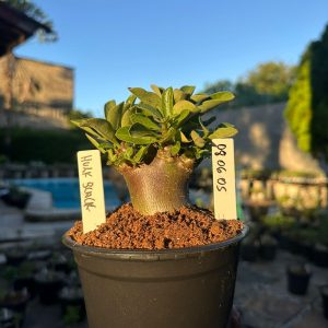 0806 05 Arabicum Hulk Black f3