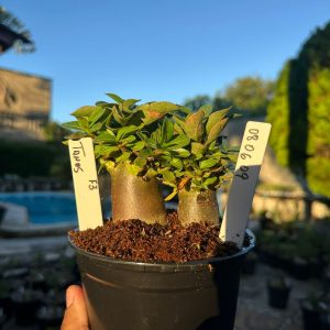 0806 09 Arabicum Tanos  F3