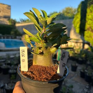 0806 11 Arabicum Ultron F3