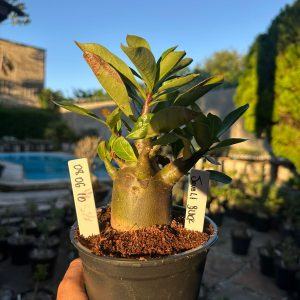 0806 10 Arabicum Black Javali  - Adulta